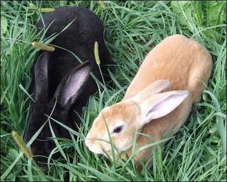 肉兔价格杂交野兔比利时兔青紫蓝兔批发