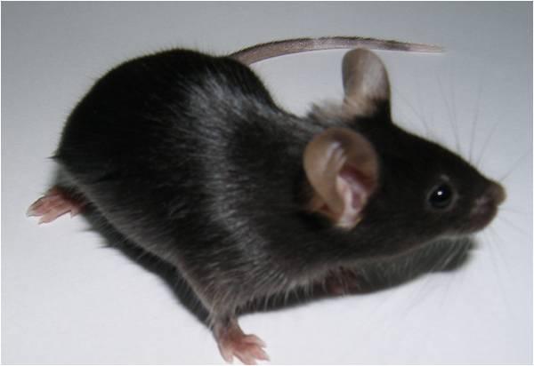 供应p53基因敲除p53基因敲除小鼠