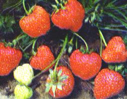 草莓苗山东优质草莓苗供应草莓苗、山东优质草莓苗