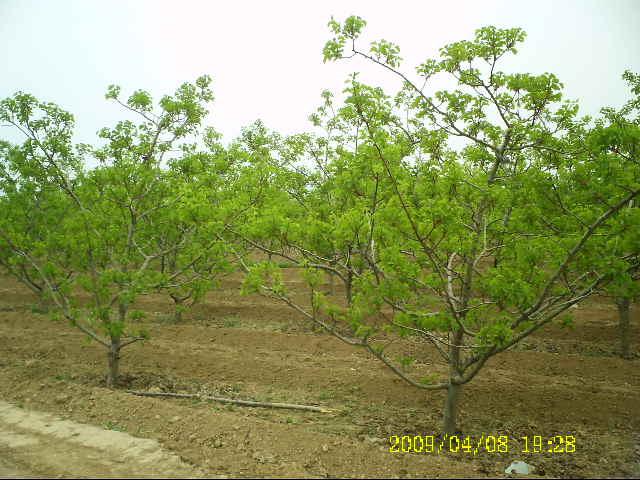 供应各种规格山楂树苹果树枣树 花椒树