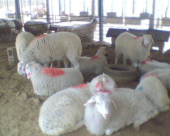 供应鲁西南小尾寒羊基地、大型牛羊基地、小尾寒羊