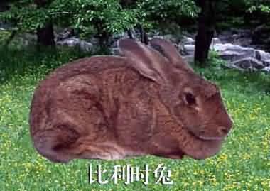 济宁市獭兔肉兔长毛兔杂交野兔厂家供应獭兔肉兔长毛兔杂交野兔