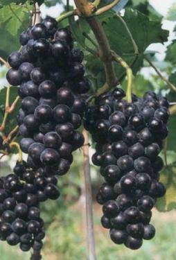 供应早黑蜜葡萄嫁接苗引种葡萄到正源质优价廉品种全图片