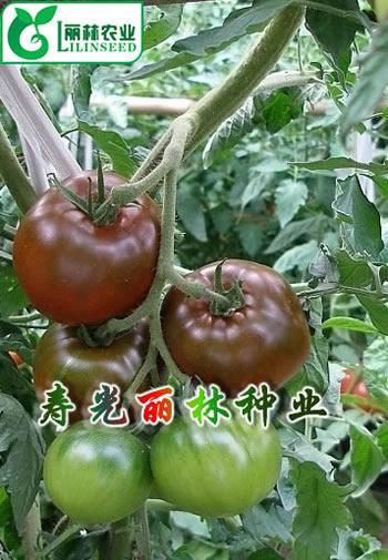 供应黑番茄种子紫晶150图片