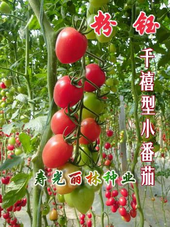 供应寿光樱桃番茄种子-进口樱桃番茄种子