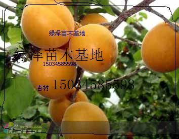 特供4至7公分杏树8至10公分杏树图片