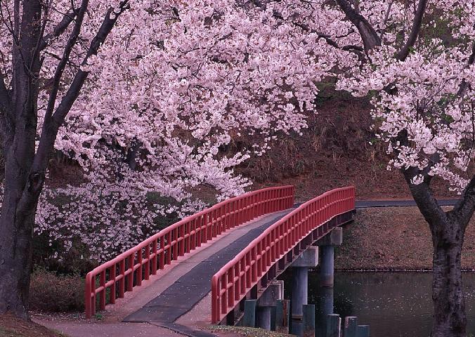 资阳市哪里的樱花树苗便宜厂家供应哪里的樱花树苗便宜