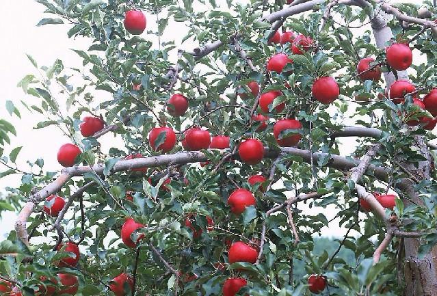 供应苹果苗种植基地