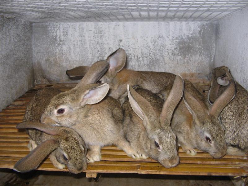 供应野兔养殖技术野兔养殖成本图片