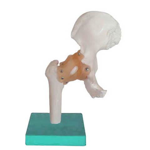供应髋关节模型（自然大）,人骨关节模型,骨骼模型