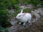 獭兔养殖技术獭兔品种