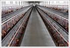 海兰褐青年鸡 鹤壁青年鸡养殖基地 鹤壁青年鸡批发 海兰褐青年鸡价格