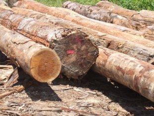 非洲木材进口手续、非洲木材进口流程、非洲材进口费用图片