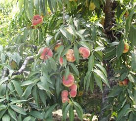 供应2-10公分桃树杏树梨树苹果树、山楂树、核桃树占地苗
