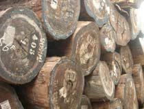 原木木方香港进口报关代理,印茄木材进口代理,简状非洲楝木进口代理图片