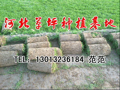 供应草坪-天津草坪-北京草坪-东北草坪