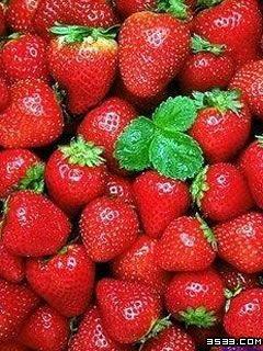 徐州市优质大棚草莓厂家