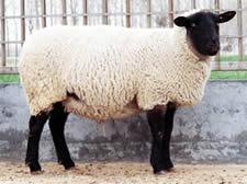 肉羊品种价格怎样养殖肉羊养羊场批发