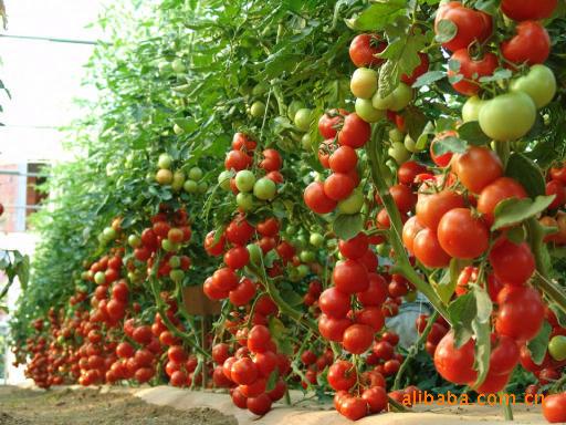 供应大西红柿销售  西红柿批发价多少 西红柿种植基地在哪儿 哪儿批发西红柿