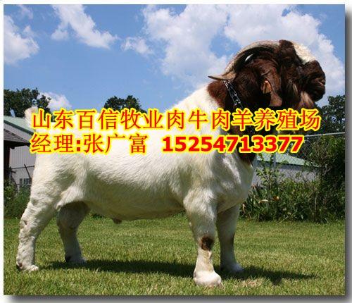 北京波尔山羊养羊场北京养羊基地批发