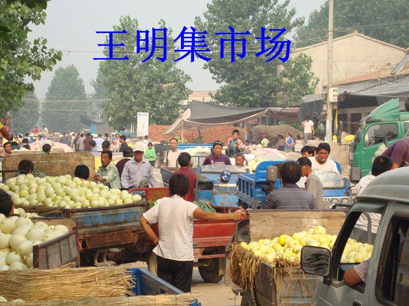 供应安徽砀山甜瓜已大量上市了
