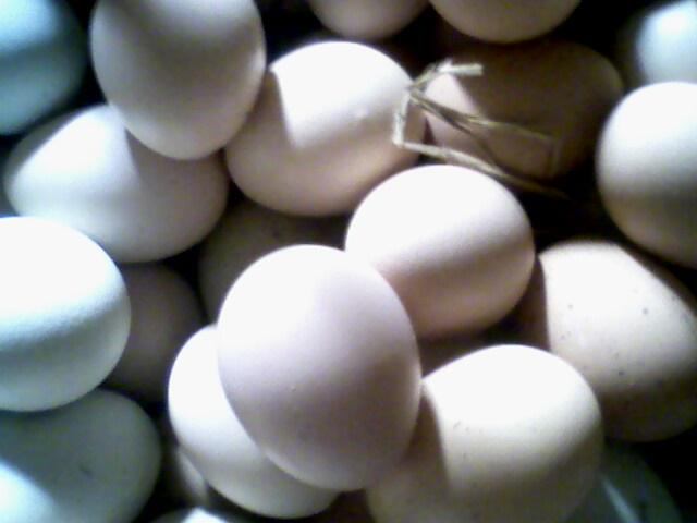供应绿壳鸡蛋价格