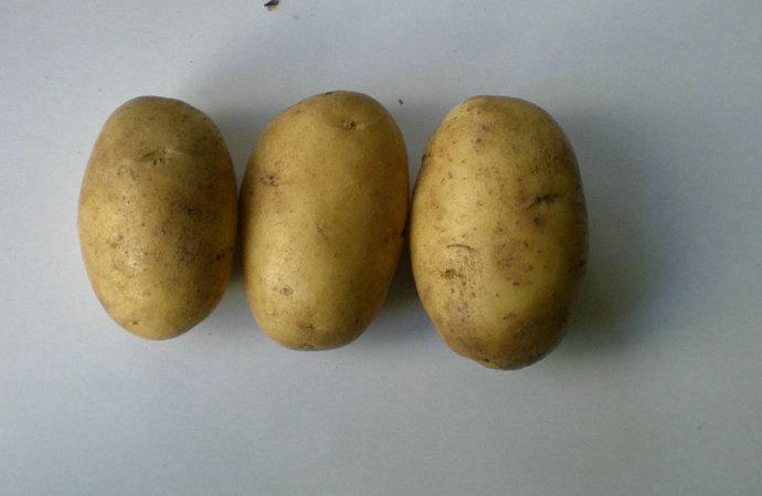供应秋播马铃薯种薯荷兰15 脱毒土豆种子价格 土豆出口 土豆种子