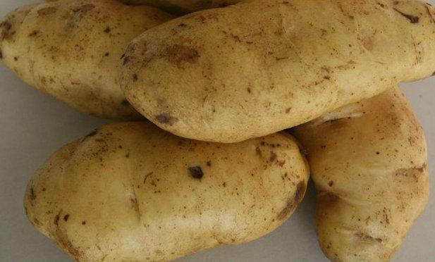 供应马铃薯种薯早熟土豆种子价格