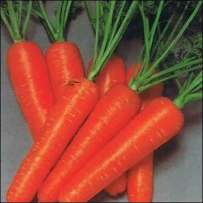 供应日本胡萝卜种子 超级红冠新黑田五寸 秋胡萝卜栽培技术 胡萝卜