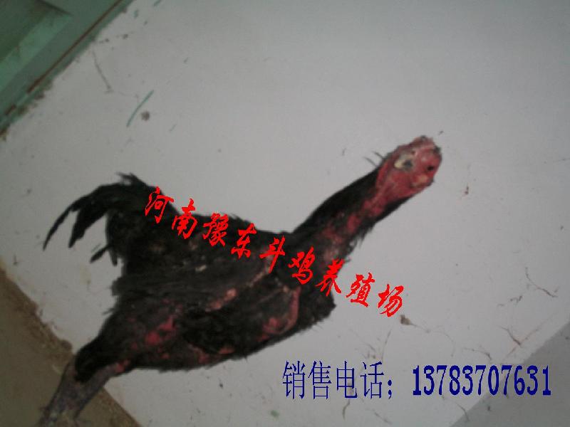 中国斗鸡养殖技术批发