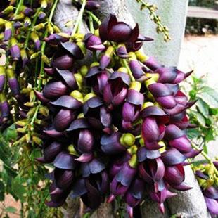 供应攀援花卉种子紫藤种子油麻藤种子爬山虎种子连翘种子图片