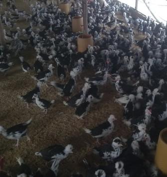 供应内蒙古呼和浩特珍珠鸡苗价格包头火鸡种苗养殖乌海美国鹧鸪种苗