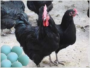 云南绿壳蛋鸡供应云南绿壳蛋鸡绿壳蛋鸡种苗高产绿壳蛋鸡种苗五黑绿壳蛋鸡苗