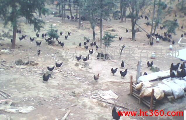 供应江西博源原种细脚四爪绿壳蛋五黑鸡 本厂专业养种鸡 常年四孵化