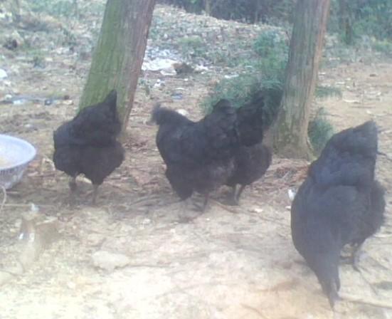 供应江西博源原种细脚四爪绿壳蛋五黑鸡 本厂专业养种鸡 常年四孵化