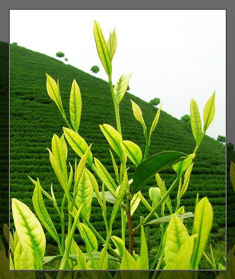 供应用于茶苗种植的云南黑茶苗、临沧大叶种茶苗