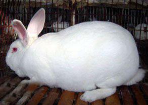 供应獭兔法系獭兔利润兔年养兔赚钱吗獭兔养殖技术河南獭兔价格肉兔