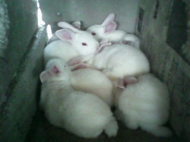 供应2011獭兔价格山东养羊价格种兔养殖种兔赚钱吗獭兔养殖技术
