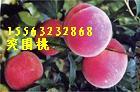 供应桃树新品种突围桃苗繁育销售图片