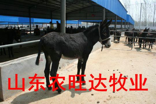 供应肉驴养殖技术
