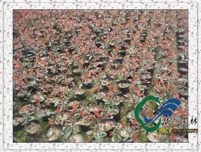 红叶石楠供应—红叶石楠价格行情-江苏红叶石楠繁殖基地