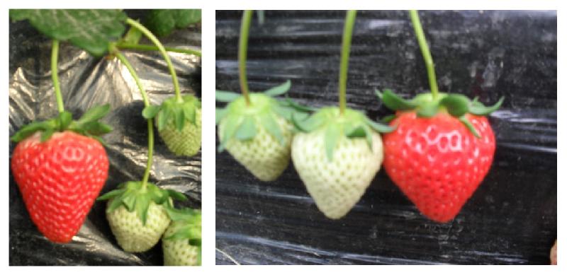 供应批发产地直销日本草莓新品种佐贺2号草莓苗，佐贺清香草莓苗图片
