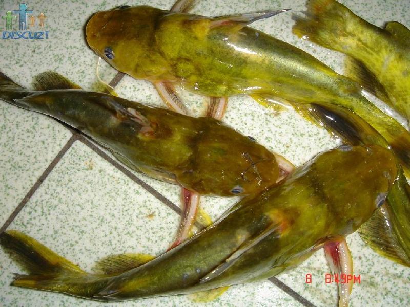 供应徐州鮥鱼养殖  鮥鱼鱼苗  鮥鱼养殖技术