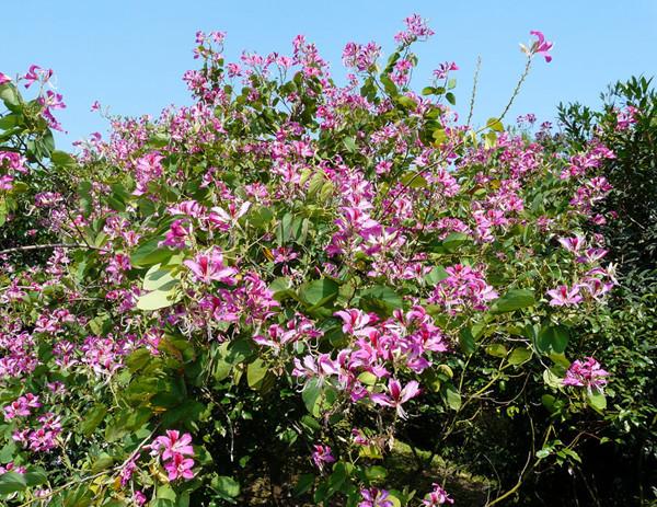 供应洋紫荆树苗种植基地
