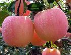 供应用于批发的山东水果供应价格苹果产地