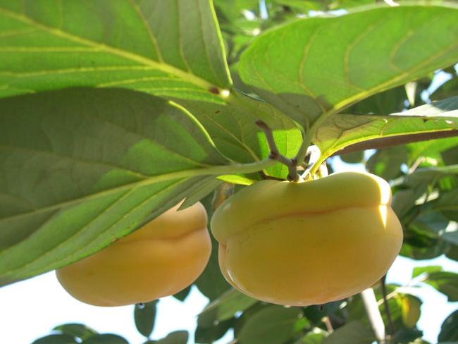 供应新疆小白杏的营养价值