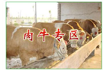 供应贵州肉牛价格 贵州养牛基地 贵州和谐肉牛养殖技术