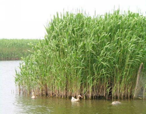 河北湿地芦苇苗价格批发价供应哪里有多少钱