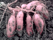 北京市元旦紫薯种子价格紫薯种苗特色紫薯厂家供应元旦紫薯种子价格紫薯种苗日本特色紫薯种子紫薯种苗价格