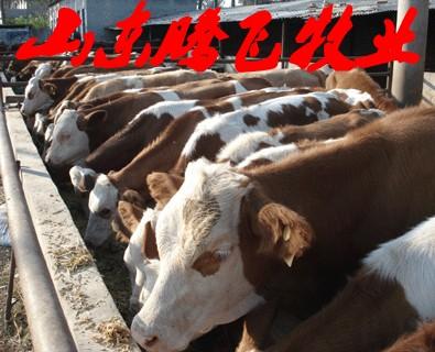 济宁市山东哪的种牛种羊价格最低厂家
